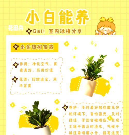 串钱藤的繁殖方法和注意事项有哪些？