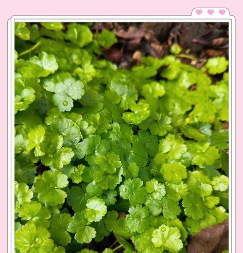 天胡荽的正确养护方法？