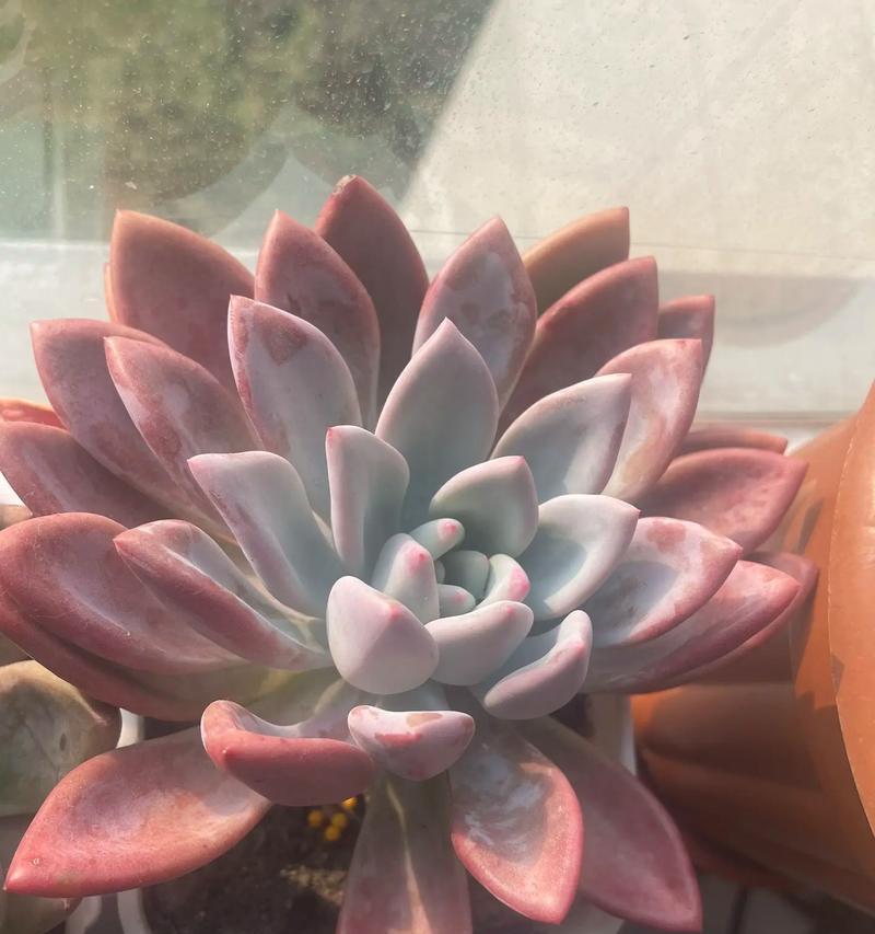 多肉植物途长是什么原因？如何解决多肉植物途长问题？