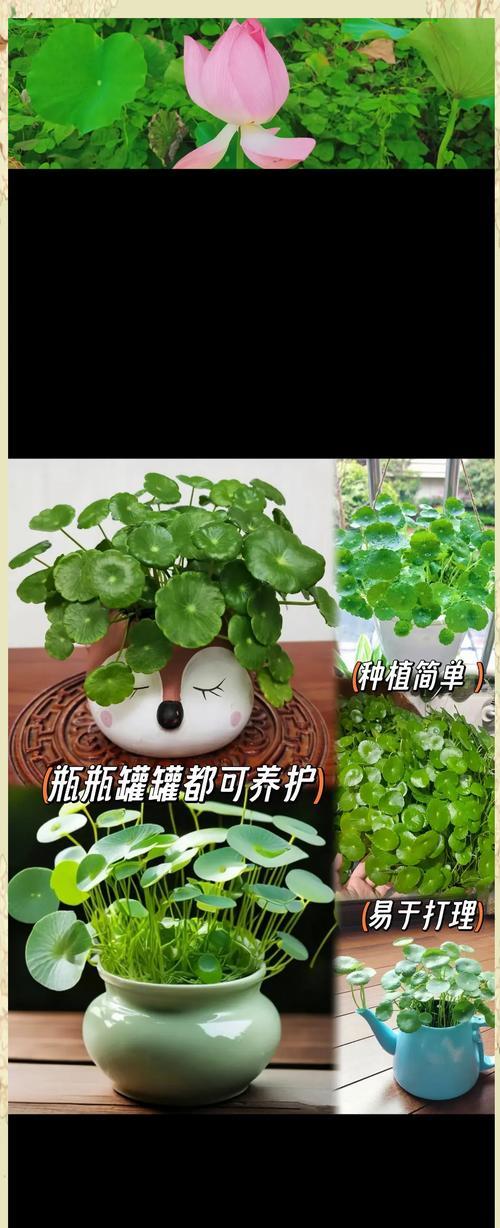 铜钱草冬季养护的秘诀是什么？