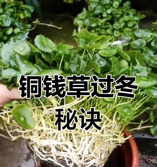铜钱草冬季养护的秘诀是什么？