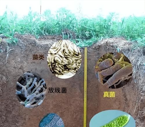 金钱兜的施肥方法有哪些？如何选择合适的肥料？