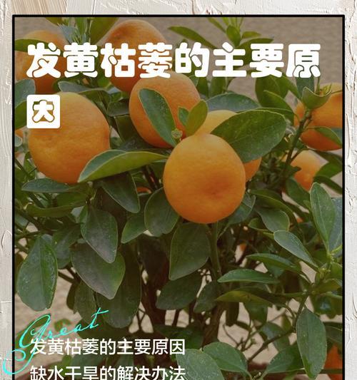 树叶子发黄的常见原因及处理方法？