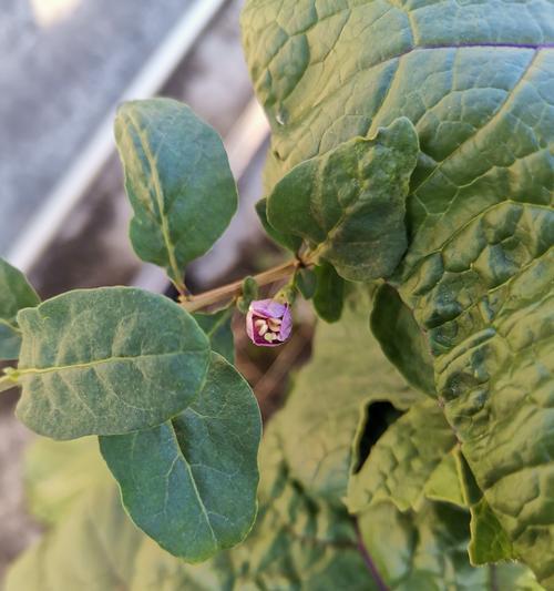 杞子花的养护方法有哪些？