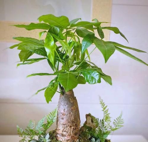 芦荟放在什么地方吉利？如何摆放以带来好运？