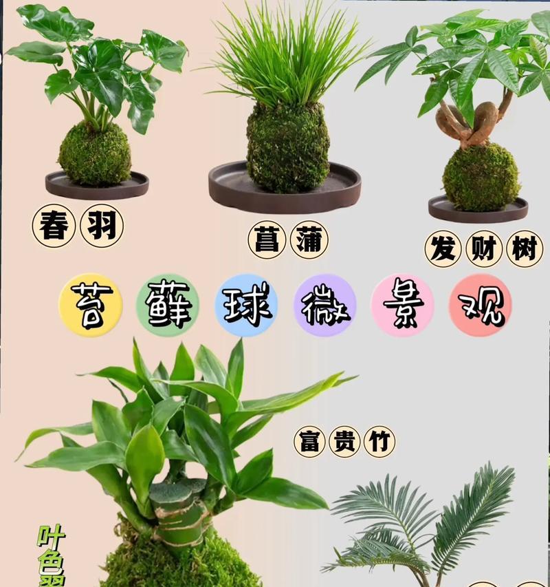 青苔养花的好处是什么？如何正确使用青苔？