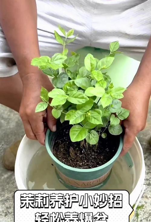 茉莉花的养殖技巧有哪些？如何让茉莉花花开不断？