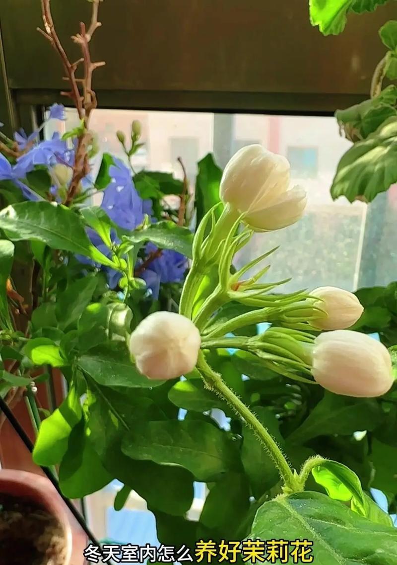 茉莉花的养殖技巧有哪些？如何让茉莉花花开不断？
