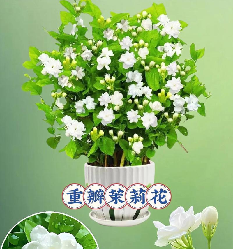 茉莉花的养殖技巧有哪些？如何让茉莉花花开不断？