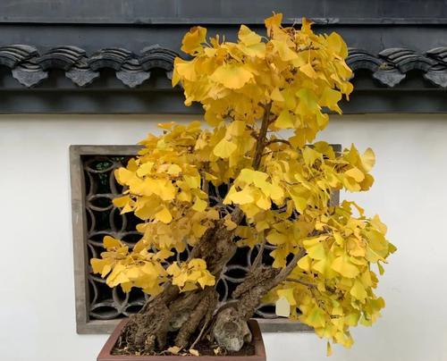 银杏树盆景主干被截了还能长高吗？如何处理？