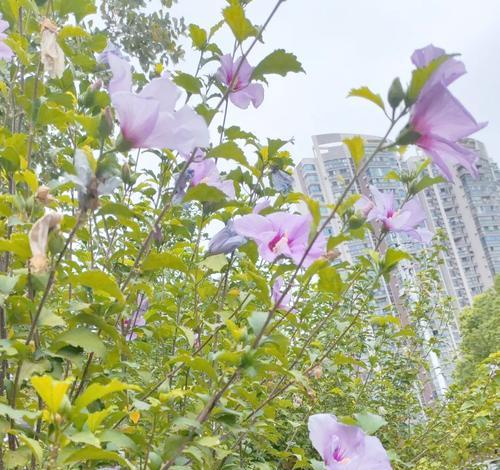 木槿花叶子蔫了是什么原因？如何恢复其生机？