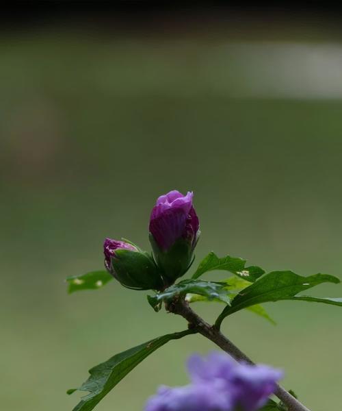 木槿花叶子蔫了是什么原因？如何恢复其生机？