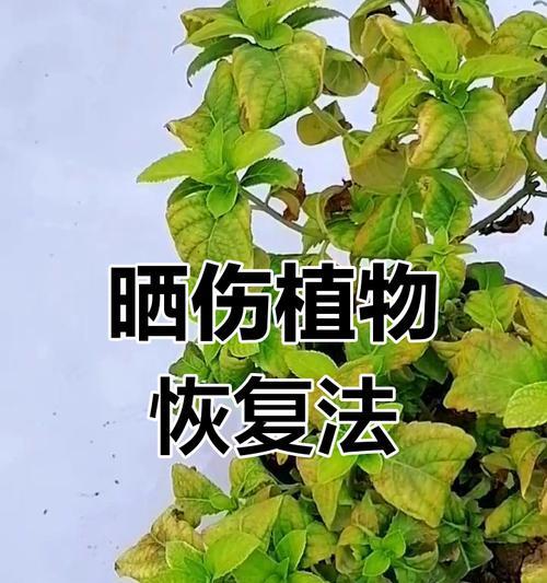 木槿花叶子蔫了是什么原因？如何恢复其生机？