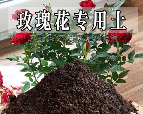 玫瑰花种植土壤和肥料如何选择？玫瑰花种植的施肥技巧是什么？