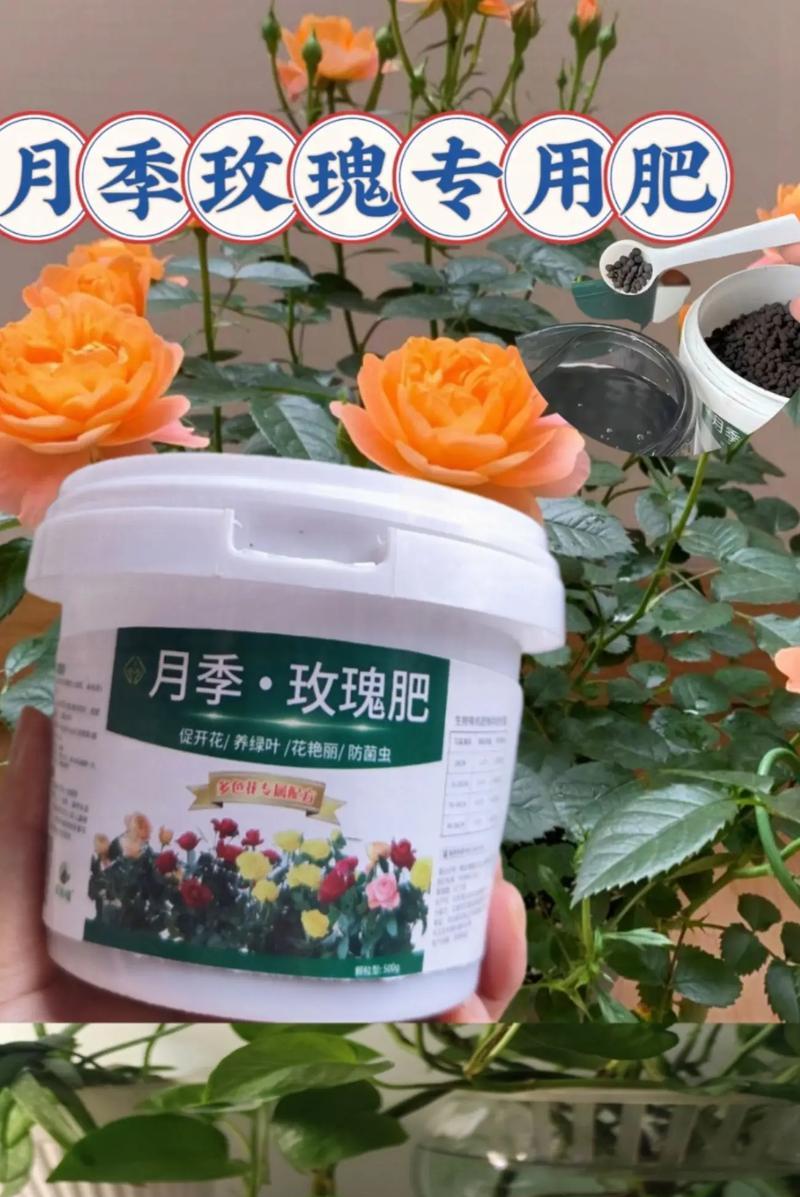 玫瑰花种植土壤和肥料如何选择？玫瑰花种植的施肥技巧是什么？