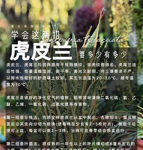 虎皮兰扦插的最佳时机是什么时候？扦插后如何管理？