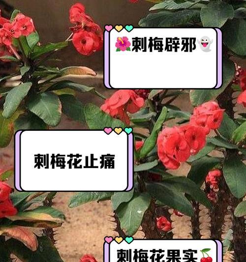 刺梅花的繁殖技巧有哪些？如何正确繁殖刺梅花？