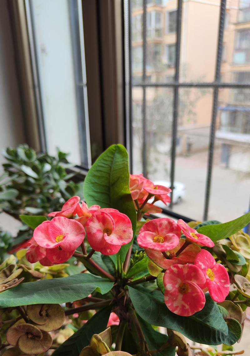 刺梅花的繁殖技巧有哪些？如何正确繁殖刺梅花？