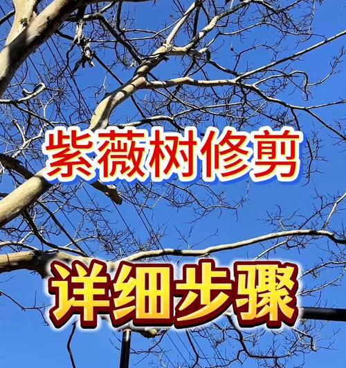 紫薇树的修剪造型技巧和常见问题是什么？