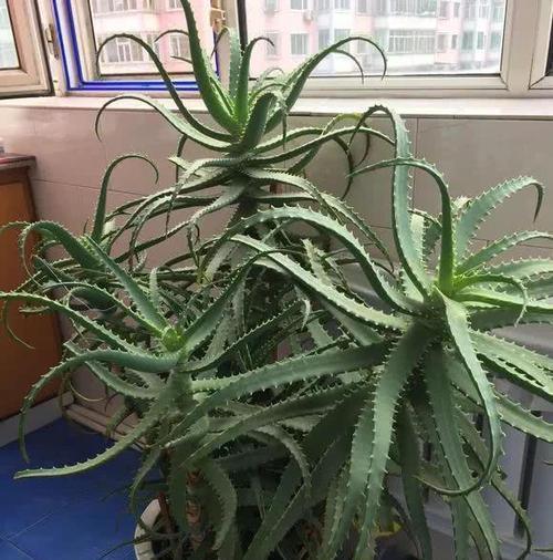 吸毒草的繁殖方法有哪些？如何提高吸毒草的繁殖成功率？