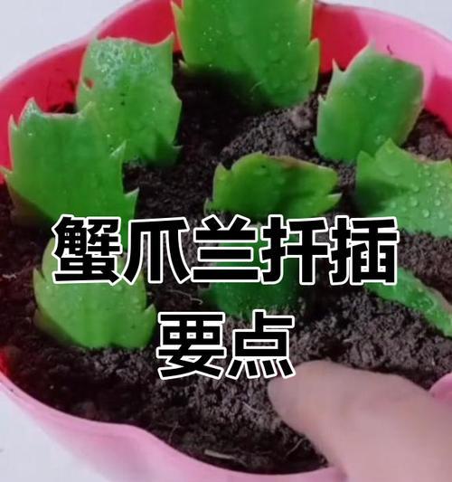 蟹爪兰怎么扦插繁殖？蟹爪兰的扦插繁殖方法是什么？