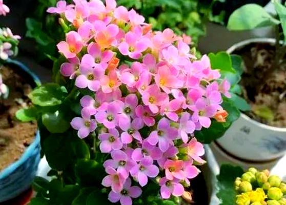 哪些花卉具有空气净化功能？如何选择？