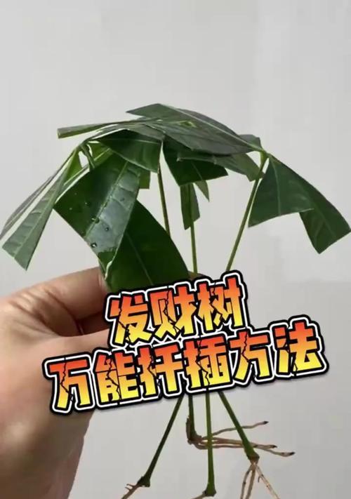 如何给发财树施肥？发财树的施肥方法和注意事项是什么？