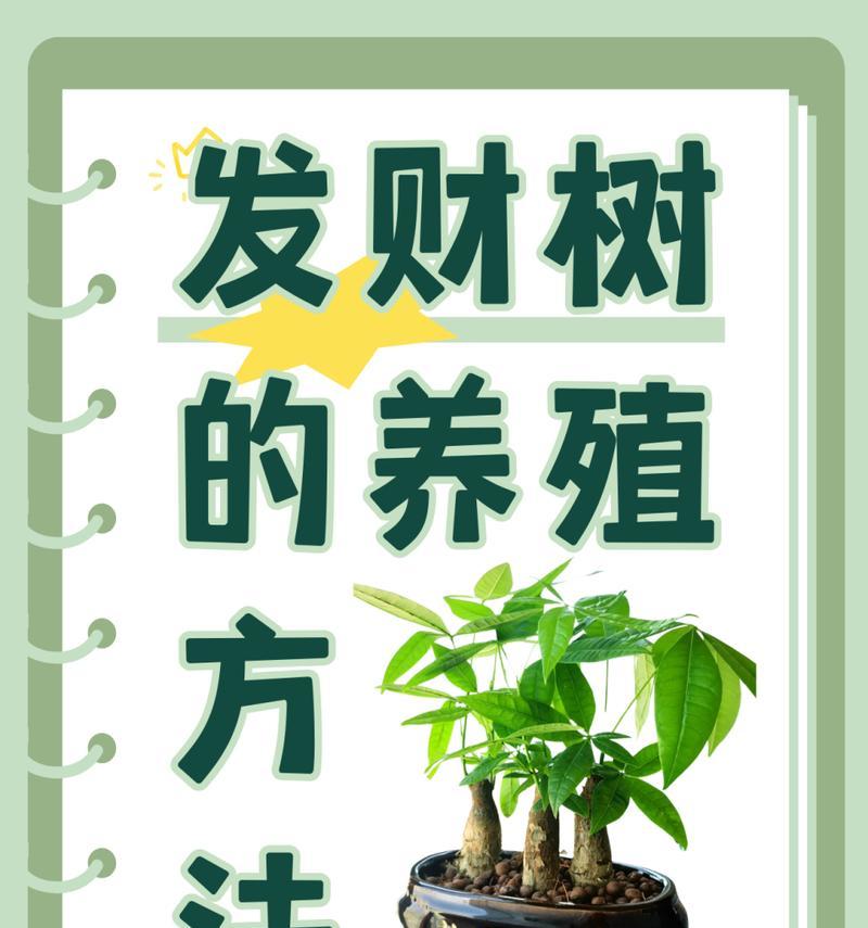 如何给发财树施肥？发财树的施肥方法和注意事项是什么？