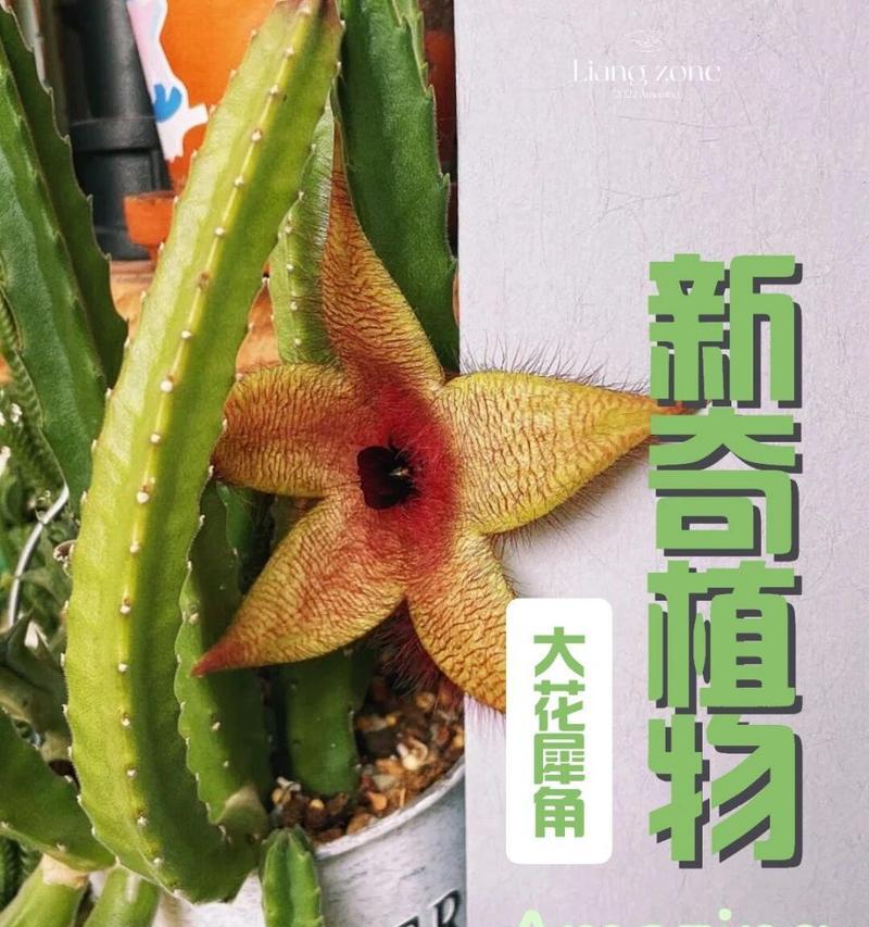 大花犀角花的养殖方法是什么？如何保持其健康生长？