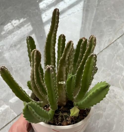 大花犀角花的养殖方法是什么？如何保持其健康生长？
