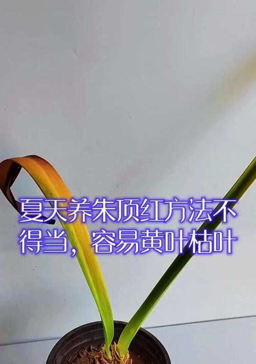 朱顶红的养殖方法和注意事项？