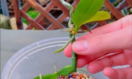 蝴蝶兰繁殖方法有哪些？如何确保成活率？