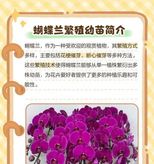 蝴蝶兰繁殖方法有哪些？如何确保成活率？