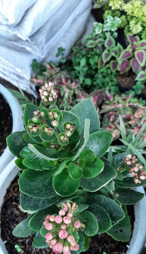 玉树种植适合哪种土壤？