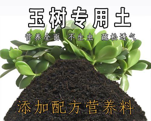 玉树种植适合哪种土壤？