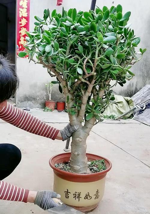 玉树种植适合哪种土壤？