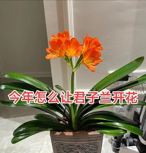 君子兰花后如何养护？有哪些注意事项？