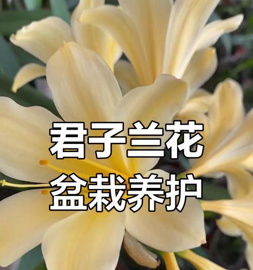 君子兰花后如何养护？有哪些注意事项？