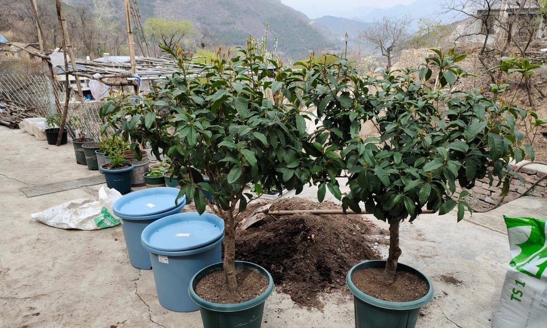 桂花换盆后的浇水方法是什么？多久浇一次水？