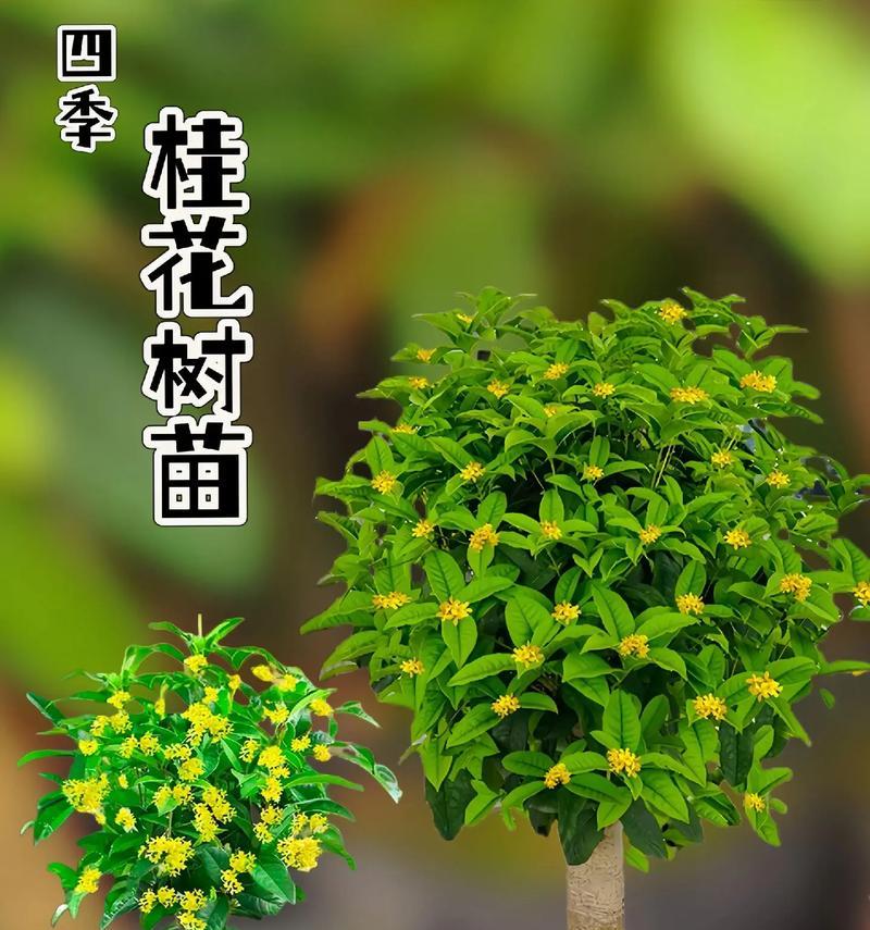 桂花换盆后的浇水方法是什么？多久浇一次水？