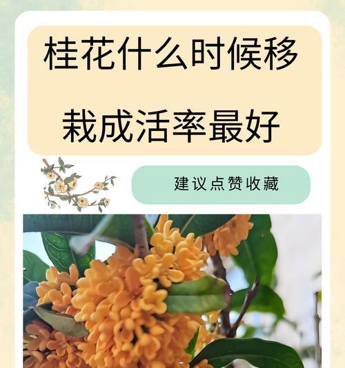桂花换盆后的浇水方法是什么？多久浇一次水？