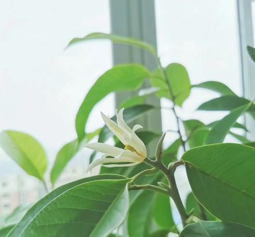 白兰花种植的技巧和注意事项是什么？