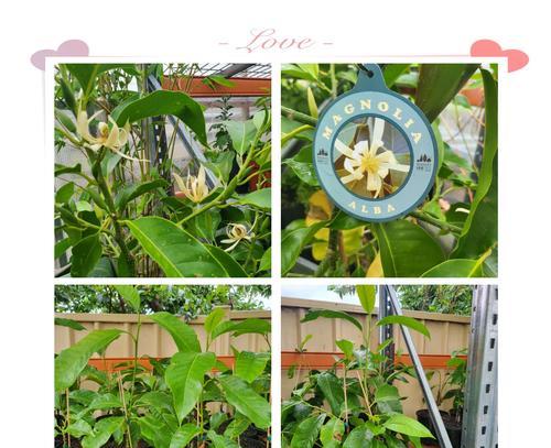 白兰花种植的技巧和注意事项是什么？