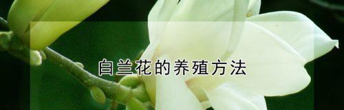白兰花种植的技巧和注意事项是什么？