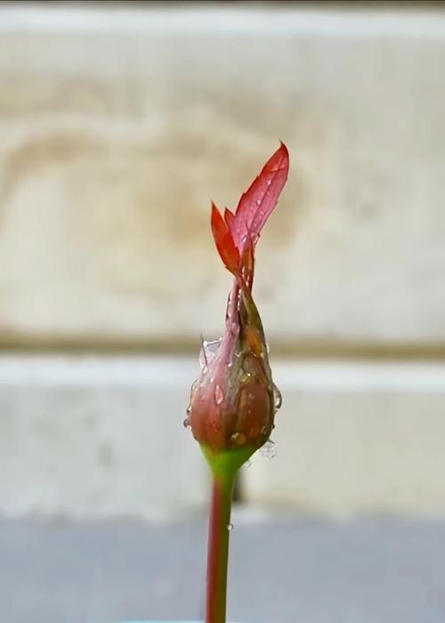 扶桑花插扦的成功率如何提高？步骤是什么？