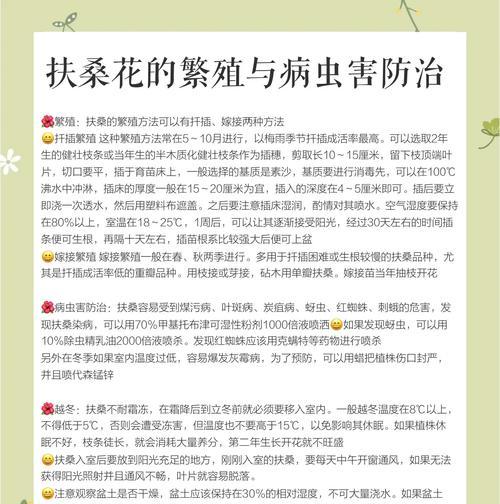 扶桑花插扦的成功率如何提高？步骤是什么？