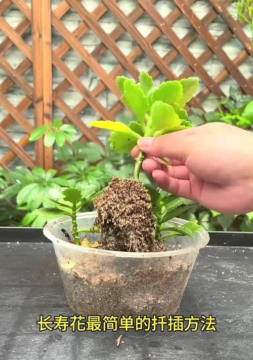 扶桑花插扦的成功率如何提高？步骤是什么？