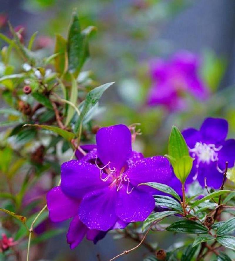 紫色的花有哪些种类？紫色的花代表什么意义？