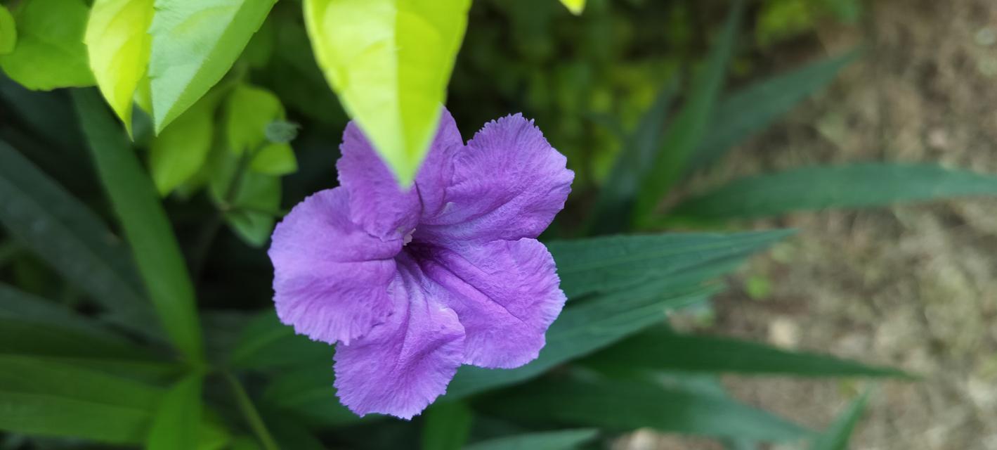 紫色的花有哪些种类？紫色的花代表什么意义？