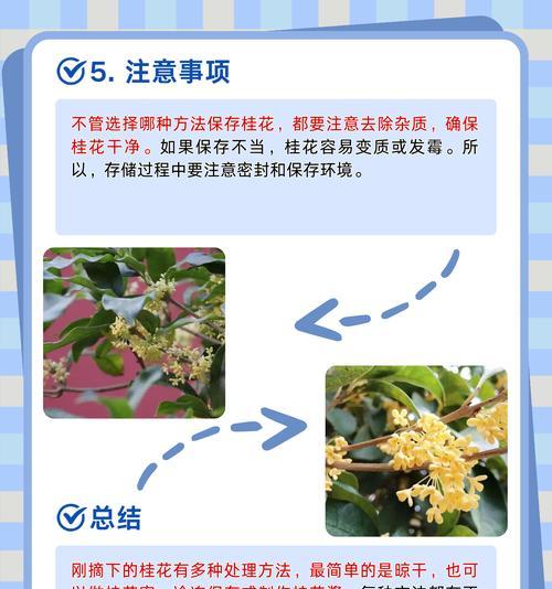 桂花什么时候开放？如何确保桂花按时开花？